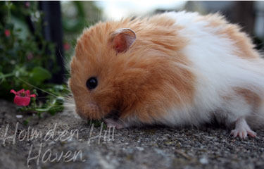 Aidan- Pale Eared Cream (Black) Banded Longhaired Syrian Hamster