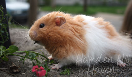 Aidan- Pale Eared Cream (Black) Banded Longhaired Syrian Hamster