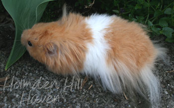 Aidan- Pale Eared Cream (Black) Banded Longhaired Syrian Hamster