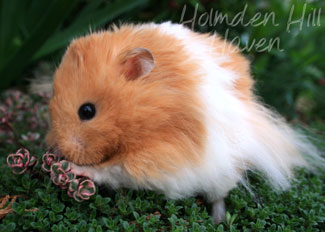 Aidan- Pale Eared Cream (Black) Banded Longhaired Syrian Hamster