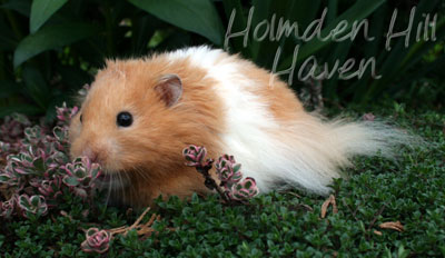 Aidan- Pale Eared Cream (Black) Banded Longhaired Syrian Hamster