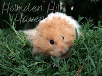 Aidan- Pale Eared Cream (Black) Banded Longhaired Syrian Hamster