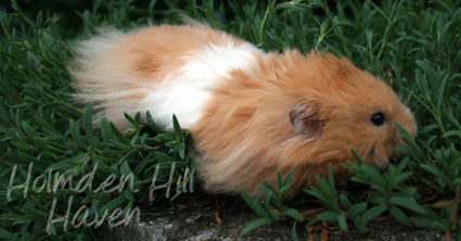 Aidan- Pale Eared Cream (Black) Banded Longhaired Syrian Hamster