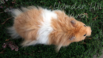 Aidan- Pale Eared Cream (Black) Banded Longhaired Syrian Hamster