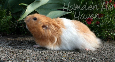 Aidan- Pale Eared Cream (Black) Banded Longhaired Syrian Hamster