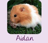 Aidan