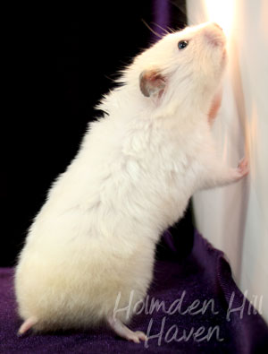 Aura- Heterozygous Extreme Dilute Yellow Longhaired Satin Syrian Hamster