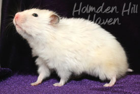 Aura- Heterozygous Extreme Dilute Yellow Longhaired Satin Syrian Hamster