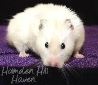 Aura- Heterozygous Extreme Dilute Yellow Longhaired Satin Syrian Hamster