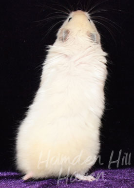 Aura- Heterozygous Extreme Dilute Yellow Longhaired Satin Syrian Hamster