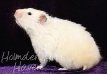 Aura- Heterozygous Extreme Dilute Yellow Longhaired Satin Syrian Hamster