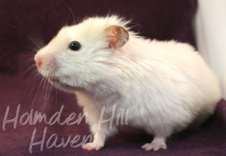 Aura- Heterozygous Extreme Dilute Yellow Longhaired Satin Syrian Hamster