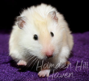 Aura- Heterozygous Extreme Dilute Yellow Longhaired Satin Syrian Hamster