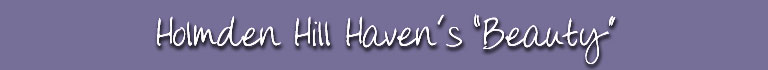 Holmden Hill Haven's "Amber"