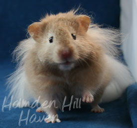 Calvin Klein- Silver (Heterozygous) Chocolate Sable Longhaired Syrian Hamster