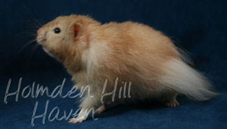 Calvin Klein- Silver (Heterozygous) Chocolate Sable Longhaired Syrian Hamster