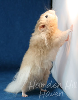 Calvin Klein- Silver (Heterozygous) Chocolate Sable Longhaired Syrian Hamster