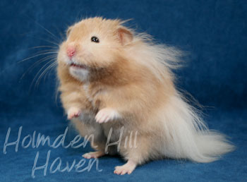 Calvin Klein- Silver (Heterozygous) Chocolate Sable Longhaired Syrian Hamster