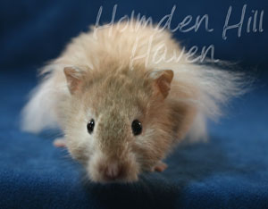 Calvin Klein- Silver (Heterozygous) Chocolate Sable Longhaired Syrian Hamster