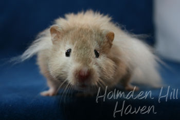 Calvin Klein- Silver (Heterozygous) Chocolate Sable Longhaired Syrian Hamster