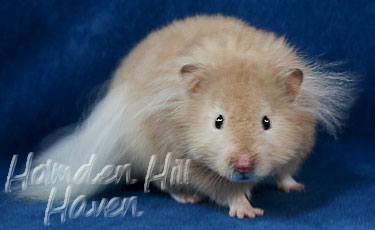 Calvin Klein- Silver (Heterozygous) Chocolate Sable Longhaired Syrian Hamster