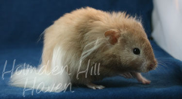 Calvin Klein- Silver (Heterozygous) Chocolate Sable Longhaired Syrian Hamster