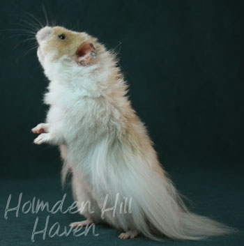 Chap- Golden Dominant Spot Longhaired Syrian Hamster