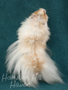 Chap- Golden Dominant Spot Longhaired Syrian Hamster