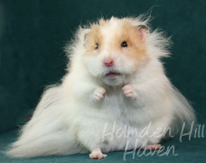 Chap- Golden Dominant Spot Longhaired Syrian Hamster