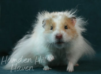 Chap- Golden Dominant Spot Longhaired Syrian Hamster