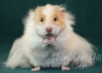 Chap- Golden Dominant Spot Longhaired Syrian Hamster