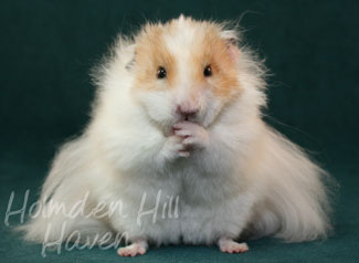 Chap- Golden Dominant Spot Longhaired Syrian Hamster