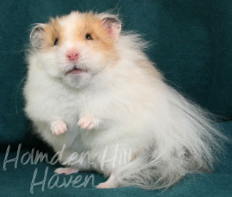 Chap- Golden Dominant Spot Longhaired Syrian Hamster