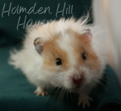 Chap- Golden Dominant Spot Longhaired Syrian Hamster