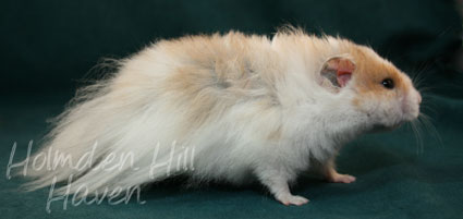 Chap- Golden Dominant Spot Longhaired Syrian Hamster