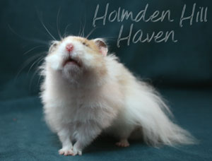 Chap- Golden Dominant Spot Longhaired Syrian Hamster