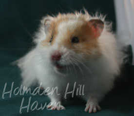 Chap- Golden Dominant Spot Longhaired Syrian Hamster