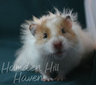 Chap- Golden Dominant Spot Longhaired Syrian Hamster