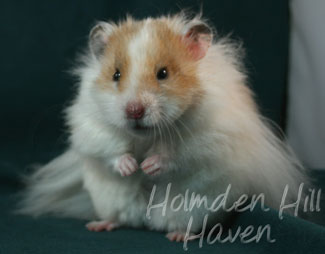 Chap- Golden Dominant Spot Longhaired Syrian Hamster