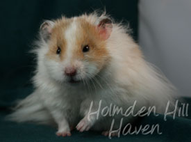 Chap- Golden Dominant Spot Longhaired Syrian Hamster