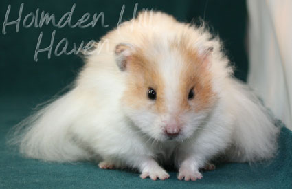 Chap- Golden Dominant Spot Longhaired Syrian Hamster