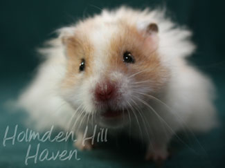 Chap- Golden Dominant Spot Longhaired Syrian Hamster