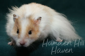 Chap- Golden Dominant Spot Longhaired Syrian Hamster