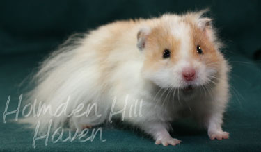 Chap- Golden Dominant Spot Longhaired Syrian Hamster