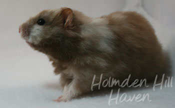 Cocoa Swirl- Silver Chocolate Tortoiseshell Longhaired Syrian Hamster