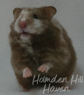 Cocoa Swirl- Silver Chocolate Tortoiseshell Longhaired Syrian Hamster