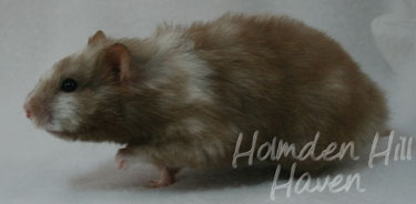 Cocoa Swirl- Silver Chocolate Tortoiseshell Longhaired Syrian Hamster