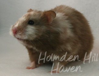 Cocoa Swirl- Silver Chocolate Tortoiseshell Longhaired Syrian Hamster