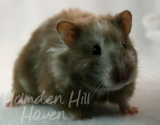 Cocoa Swirl- Silver Chocolate Tortoiseshell Longhaired Syrian Hamster