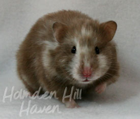 Cocoa Swirl- Silver Chocolate Tortoiseshell Longhaired Syrian Hamster